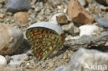 Duinparelmoervlinder (Argynnis niobe) 