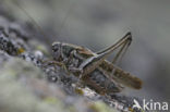 Grey Bush-cricket (Platycleis albopunctata)
