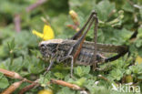 Grey Bush-cricket (Platycleis albopunctata)