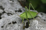 Duits propje (Isophya kraussii)