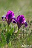 Dwerglis (Iris pumilla)