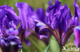 Dwerglis (Iris pumilla)