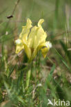 Dwerglis (Iris pumilla)