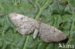 Pug (Eupithecia sp.)