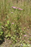 Echt duizendguldenkruid (Centaurium erythraea)