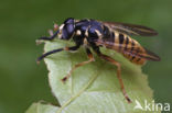 Hoverfly (Temnostoma vespiforme)