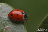 Elfstippelig lieveheersbeestje (Coccinella undecimpunctata