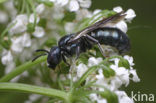 ertsbij (Ceratina chalybea)