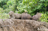 Capybara (Hydrochoerus capybara)