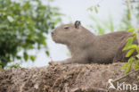 Capybara (Hydrochoerus capybara)