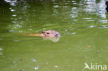 Capybara (Hydrochoerus capybara)