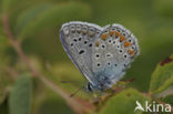 Chapman´s blue (Polyommatus thersites)