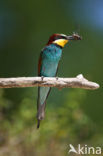 Europese Bijeneter (Merops apiaster)