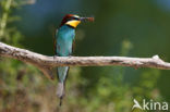 Europese Bijeneter (Merops apiaster)