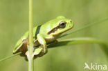 Europese boomkikker (Hyla arborea) 