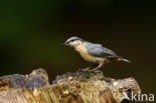 Eurasian Nuthatch (Sitta europaea)