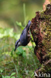 Eurasian Nuthatch (Sitta europaea)