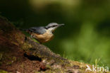 Eurasian Nuthatch (Sitta europaea)