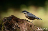 Eurasian Nuthatch (Sitta europaea)