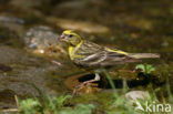 European Serin (Serinus serinus)