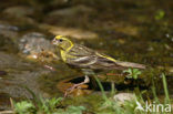 Europese Kanarie (Serinus serinus)