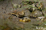 Europese Kanarie (Serinus serinus)