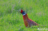 Ring-necked Pheasant (Phasianus colchicus)