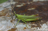 Field Grasshopper (Chorthippus jucundus)