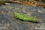 Field Grasshopper (Chorthippus jucundus)