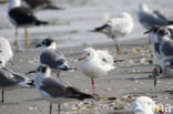 Franklins Meeuw (Larus pipixcan)