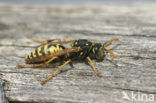 Franse Veldwesp (Polistes dominulus)