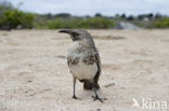 Galalapos Spotlijster (Mimus parvulus)