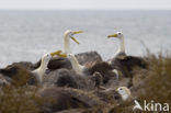 Waved albatross (Phoebastria irrorata) 