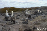 Waved albatross (Phoebastria irrorata) 
