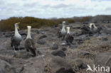 Galapagos albatros (Phoebastria irrorata) 