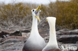 Waved albatross (Phoebastria irrorata) 