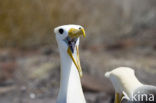 Waved albatross (Phoebastria irrorata) 