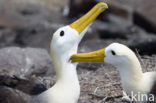 Waved albatross (Phoebastria irrorata) 