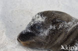 Galapagos zeeleeuw (Zalophus wollebaeki) 