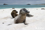 Galapagos zeeleeuw (Zalophus wollebaeki) 