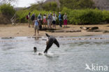 Galapagos zeeleeuw (Zalophus wollebaeki) 