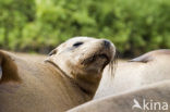 Galapagos zeeleeuw (Zalophus wollebaeki) 