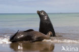 Galapagos zeeleeuw (Zalophus wollebaeki) 