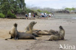 Galapagos zeeleeuw (Zalophus wollebaeki) 