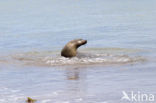 Galapagos zeeleeuw (Zalophus wollebaeki) 