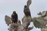 Galapagosbuizerd (Buteo galapagoensis) 