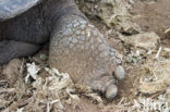 Galapagos Giant Tortoise (Testudo elephantopus) 