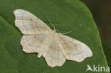 Geblokte stipspanner (Idaea emarginata)