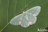 Blotched Emerald (Comibaena bajularia)