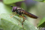 Geel platvoetje (Platycheirus fulviventris)